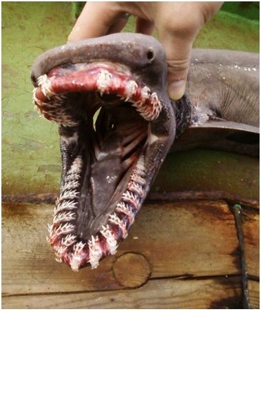این ماهی از کوسه ها خطرناک تر است مجله فلونز وب سایت